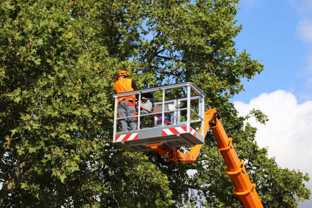 Best Root Management and Removal  in Viera East, FL